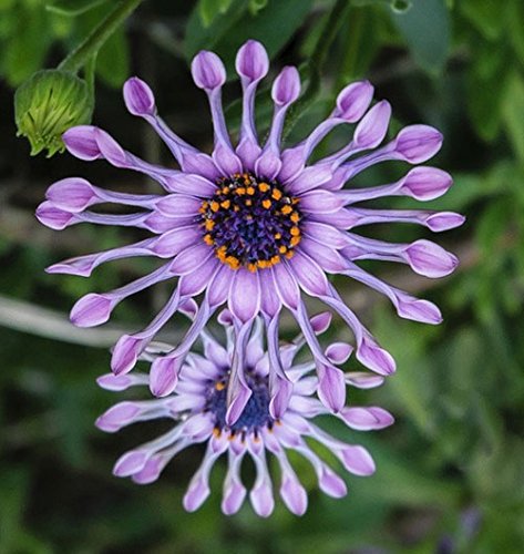 African Mixed Eyed Daisy Osteospermum Flower - for planting in home garden
